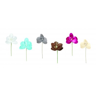 Orchidées par 6